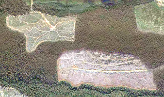 タスマニア森林破壊