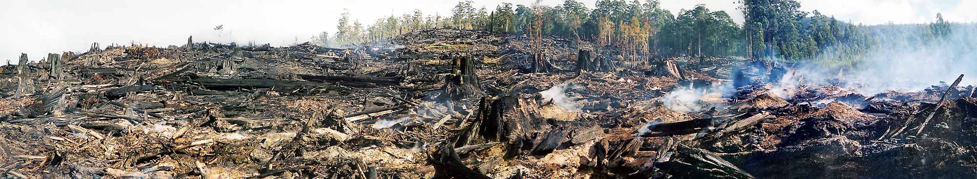 森林伐採問題